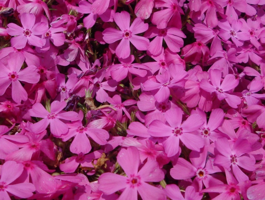 Da determinare - Phlox sp